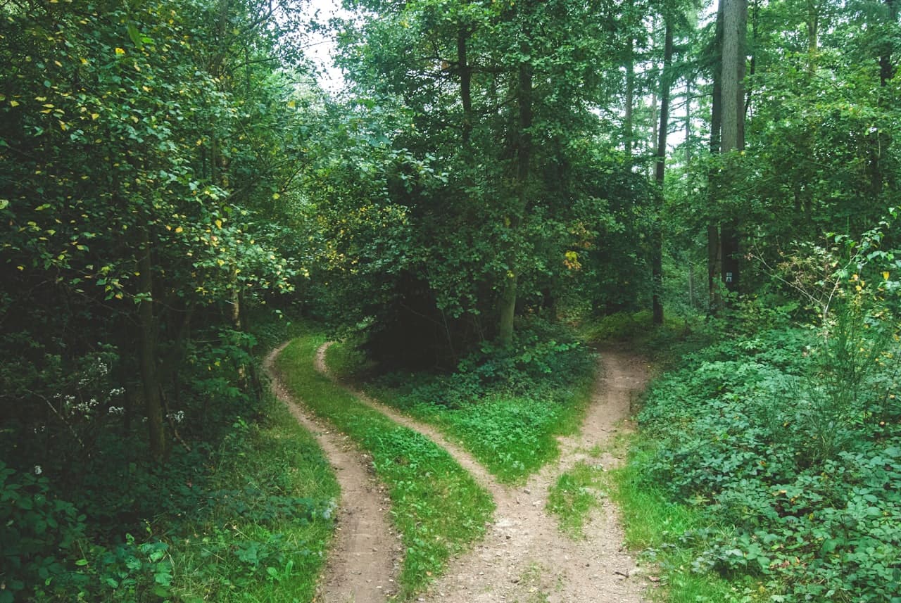 Chemin forestier bifurquant en deux directions opposées